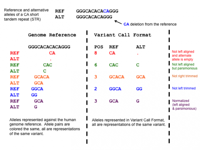 This figure shows multiple representations of a CA tandem repeat. The left shows five possible representations differentiated by color. The right shows the corresponding representation in VCF. The last representation represents the left aligned and parsimonious representation of the STR.