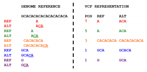This figure shows multiple representations of a CA tandem repeat. The left shows five possible representations differentiated by color. The right shows the corresponding representation in VCF. The last representation represents the left aligned and parsi- monious representation of the Indel.